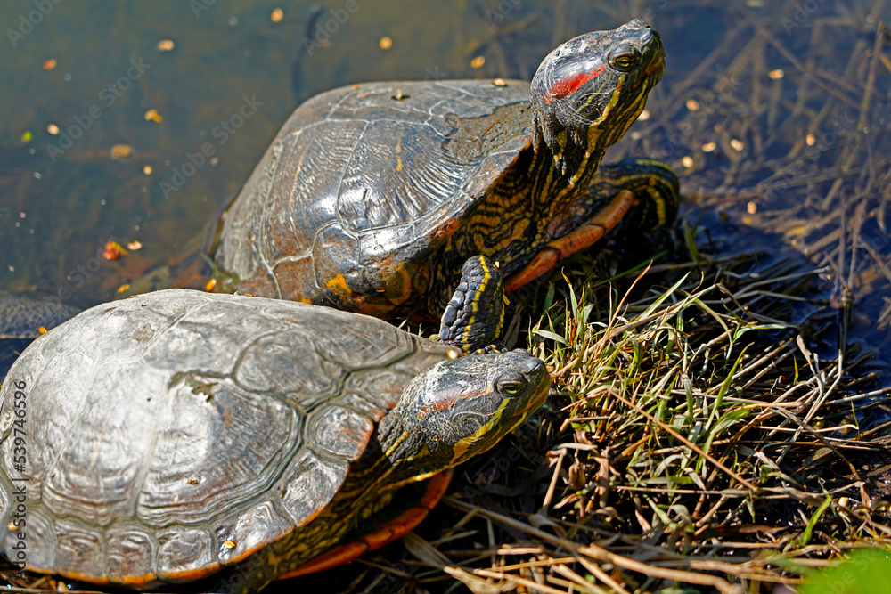 A picture of many red-eared slider terrapin turtles florida in swamp A picture of many red-eared slider terrapin turtles florida in swamp