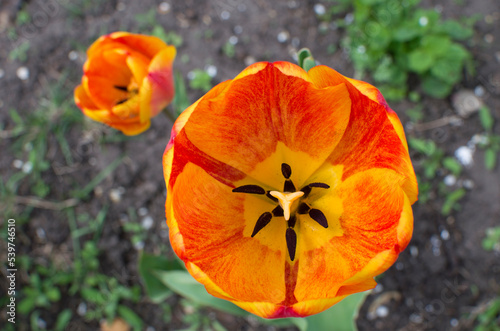 Close up macro beautiful orange tulip flower