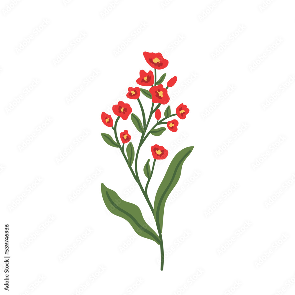 Red Wild flower vector illustration. herb, herbaceous flowering plant, blooming branch. Hand drawn flat botanical illustration. Red Wild flower vector illustration. herb, herbaceous flowering plant, blooming branch. Hand drawn flat botanical illustration.