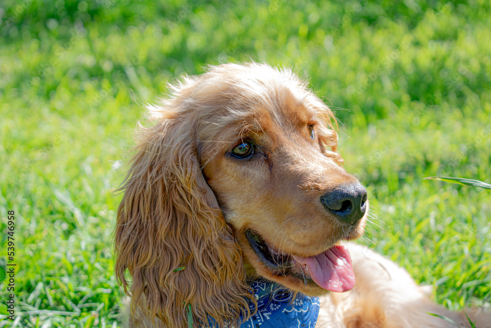 Cocker spaniel breed dog