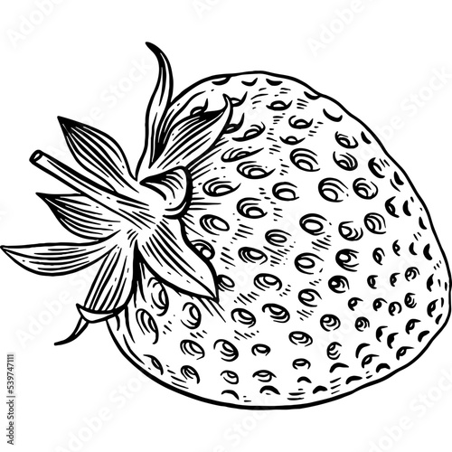 Hand drawn Strawberry Sketch Illustration