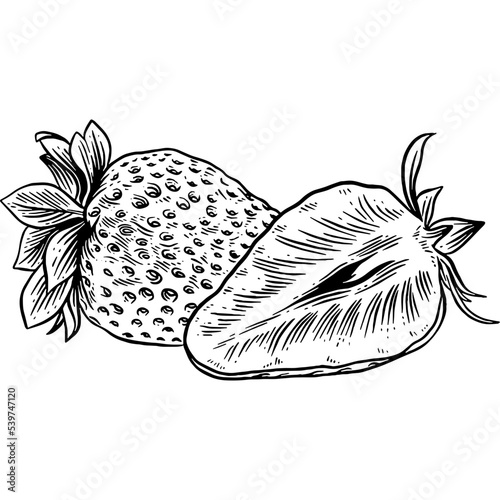 Hand drawn Strawberry Sketch Illustration