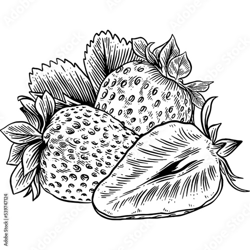 Hand drawn Strawberries with Leaves Sketch Illustration