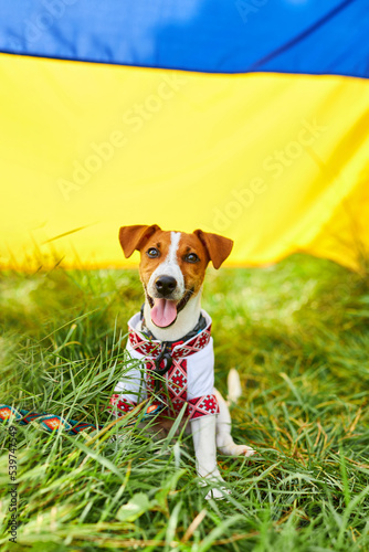Cute puppy Jack Russell terrier- a patriot of Ukraine