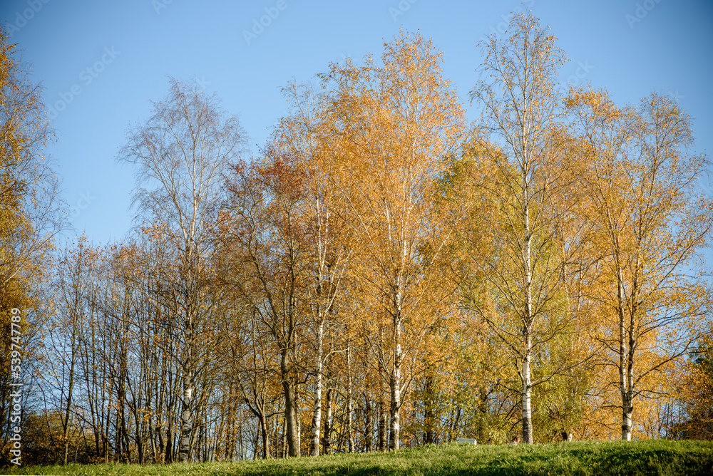 Fototapeta premium Autumn trees with yellow leaves in the park