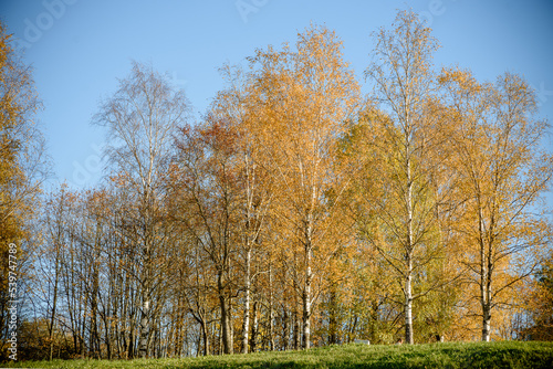 Autumn trees with yellow leaves in the park