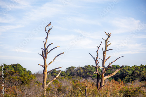 Heron Atop Dead Tree