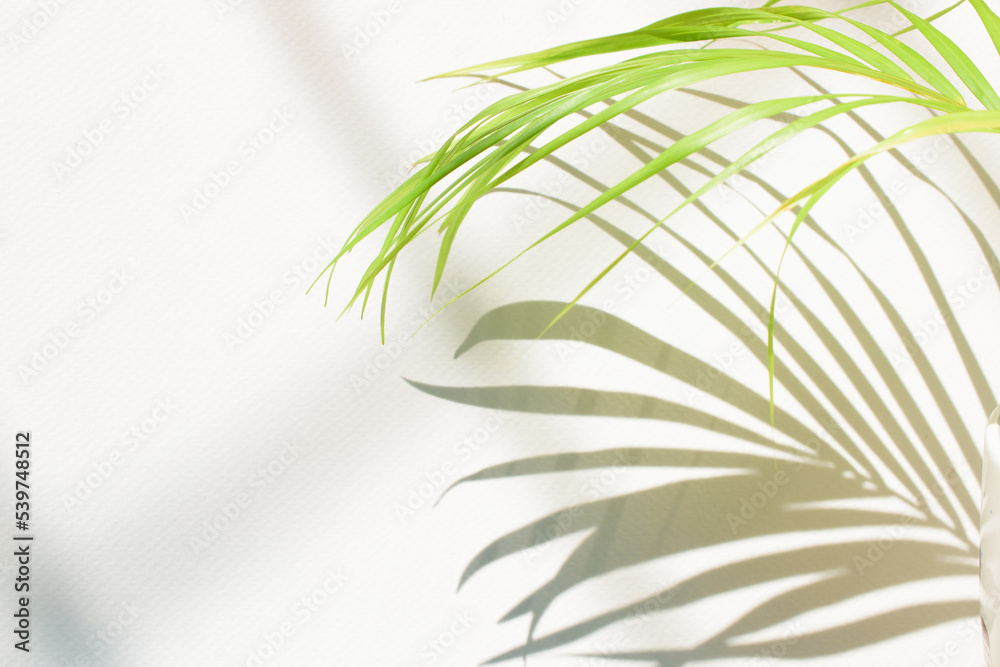 Palm leaf sunlight shadow on beautiful abstract white wall background texture Palm leaf sunlight shadow on beautiful abstract white wall background texture