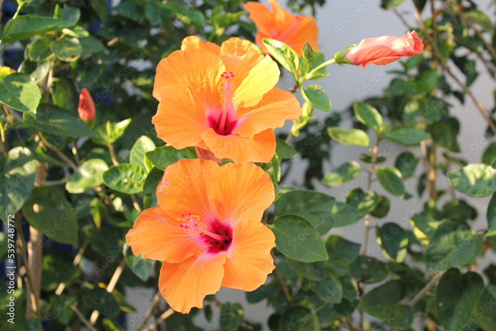orange hibiscus flower