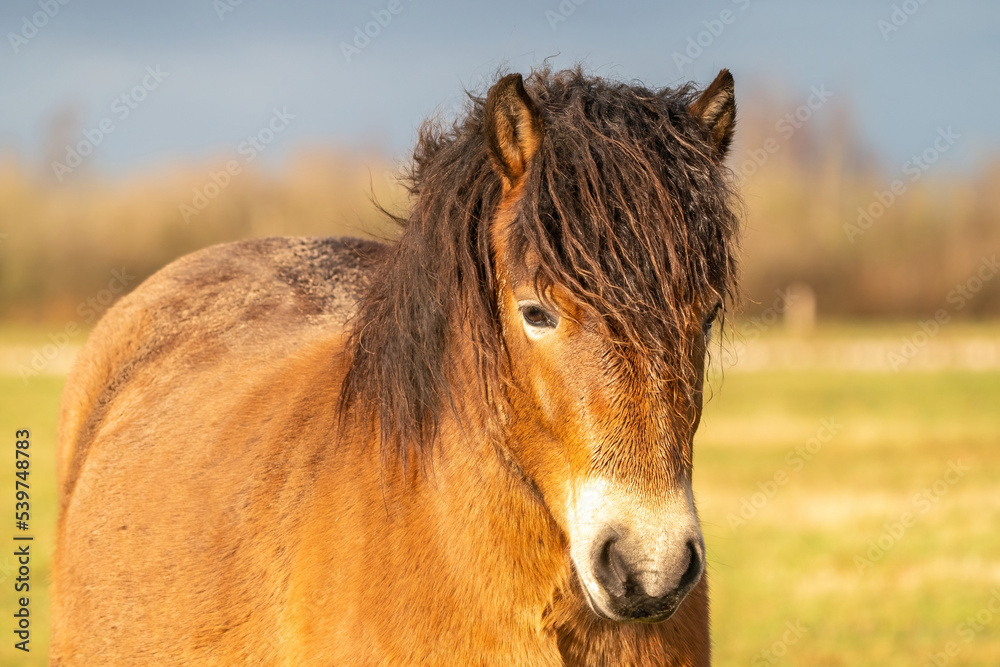 Head of a wild brown Exmoor pony, against a blue sky in the nature reserve in Fochteloo, Fall colors in winter. Selective focus