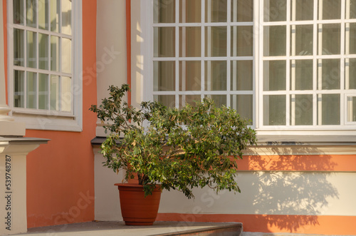 a large flower potted tree stands outside in summer weather