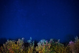 Autumn forest under blue dark night sky