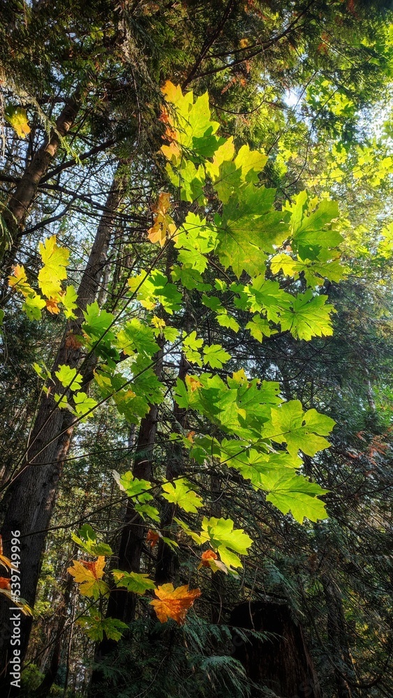 Fototapeta premium autumn in the forest