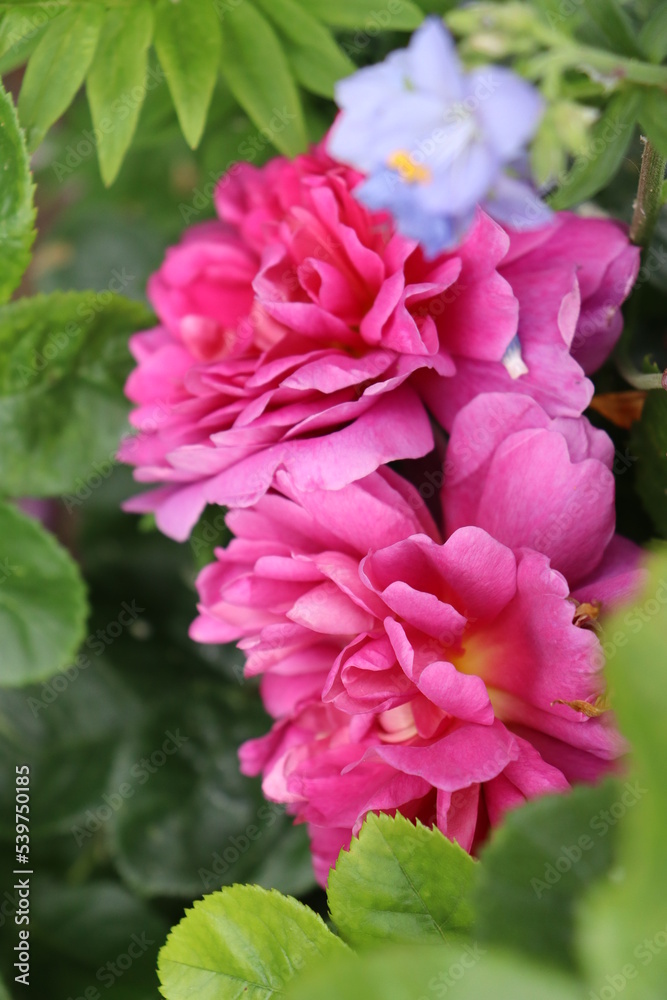 Vertical photo of focus Pink rose English fragrance rose name Princess Ann from David Austin in the English cottage garden in spring and summer