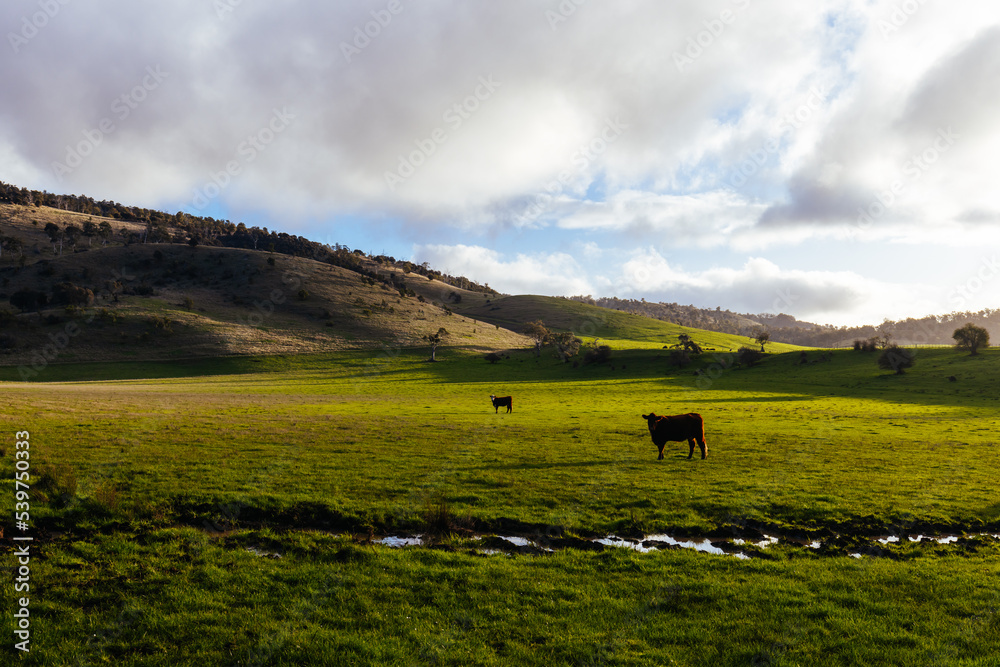 Obraz premium Landscape Near New Norfolk in Tasmania Australia