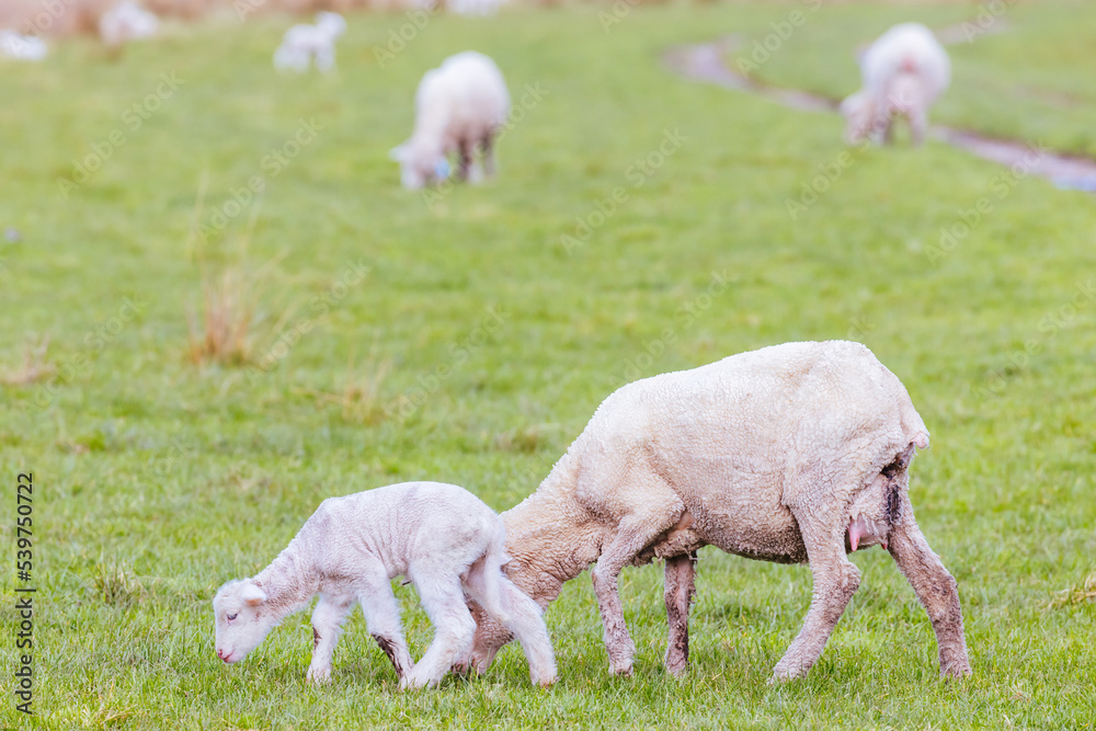 Field of Sheep in Tasmania Australia Field of Sheep in Tasmania Australia