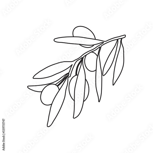 Olive branch outline, vector drawing