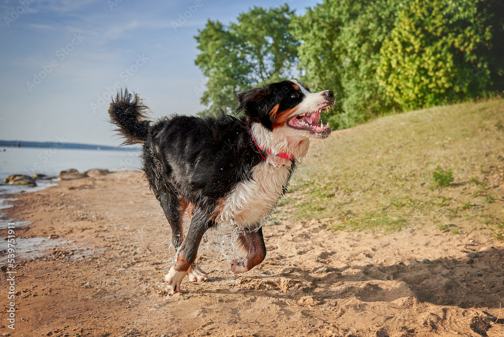 Dog breed bernese mountain dog in motion, playful dog