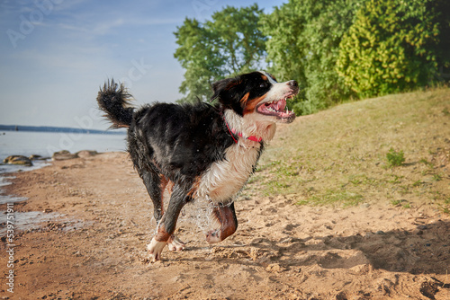 Obraz na płótnie Dog breed bernese mountain dog in motion, playful dog w salonie