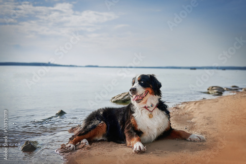 Obraz na płótnie Dog breed Bernese mountain dog portrait close-up w salonie