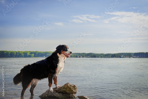 Bernese mountain dog at sunset on the beach, dog near the sea