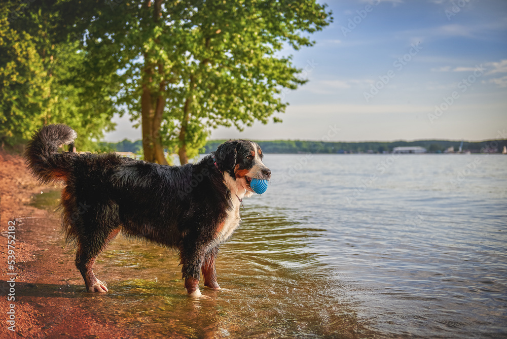 Bernese mountain dog playing with a ball on the beach