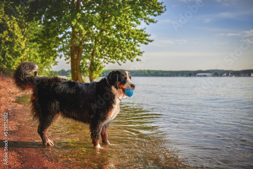 Obraz na płótnie Bernese mountain dog playing with a ball on the beach w salonie