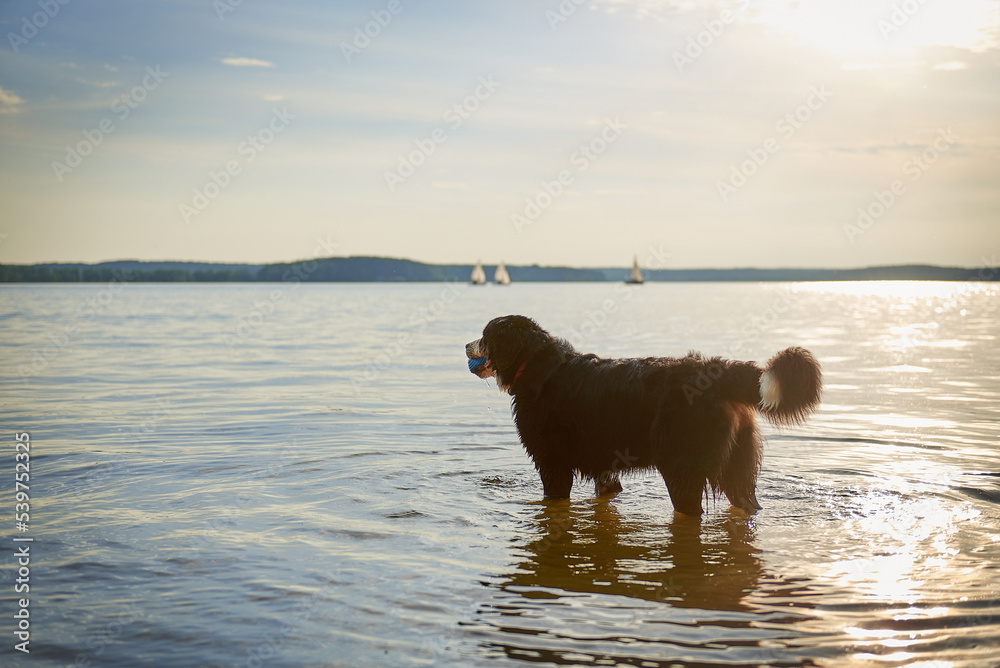 Bernese mountain dog breed frolic on the beach at the beach
