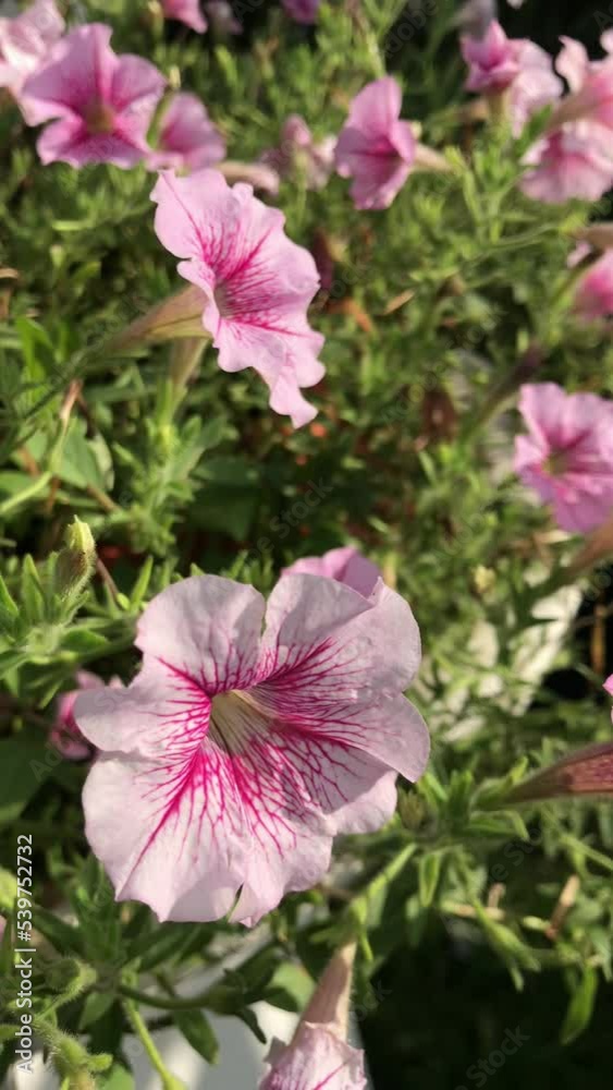 petunia flowers bloom beautifully decorating the fresh morning air in the garden. calm and peaceful. nature. colorful petunia flowers bloom beautifully decorating the fresh morning air in the garden. calm and peaceful. nature. colorful