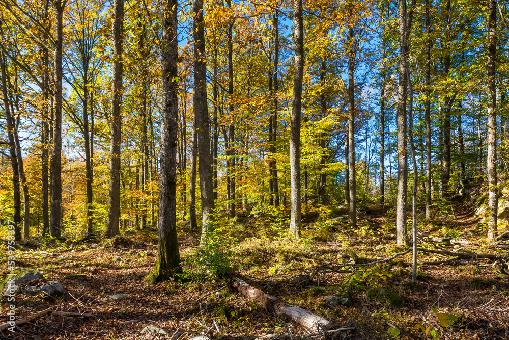 Fototapeta premium autumn forest in the autumn