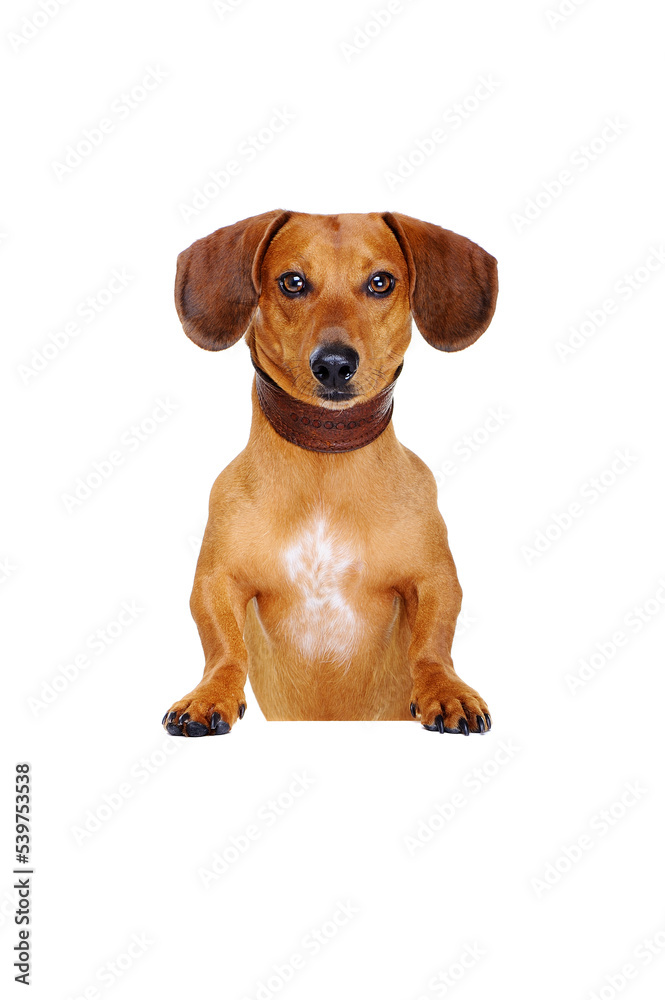 closeup portrait of dachshund dog with blank board