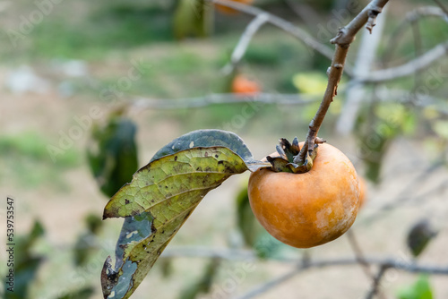 persimmons on the tree photo