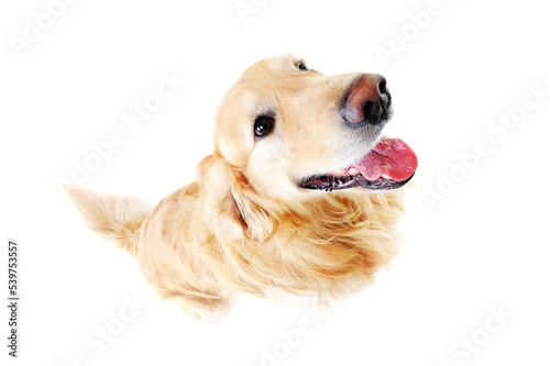 comic top view of golden retriever