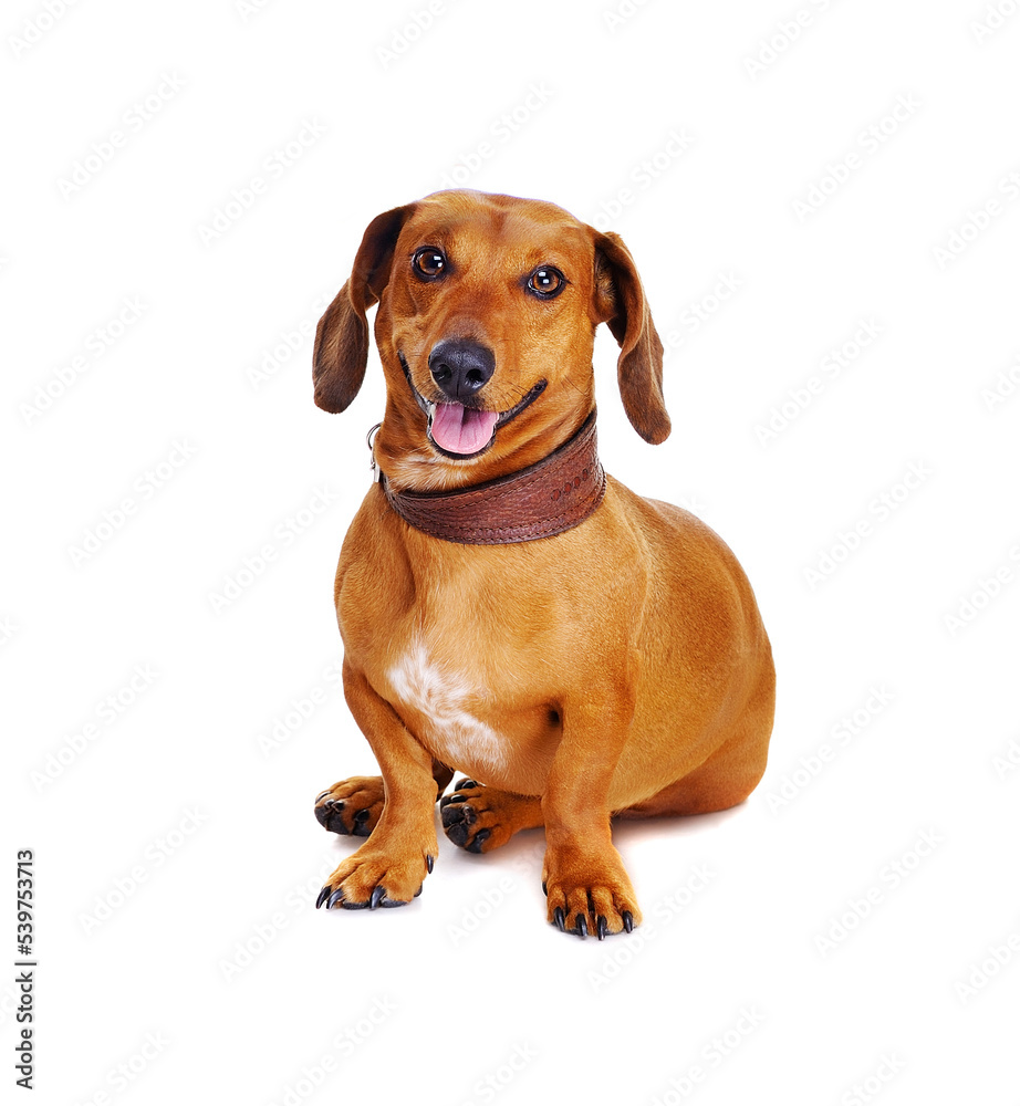 dachshund dog with football ball on his head