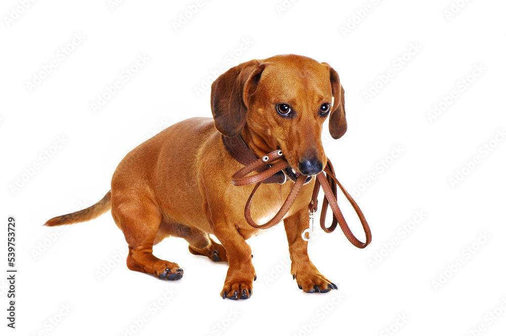 dachshund dog holding leash