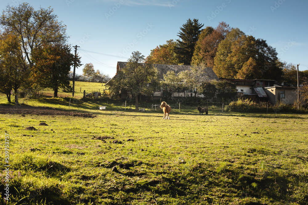 Fototapeta premium Old peasant house in beautiful natural surroundings.Horses grazing on the green field.Sunny autumn day.