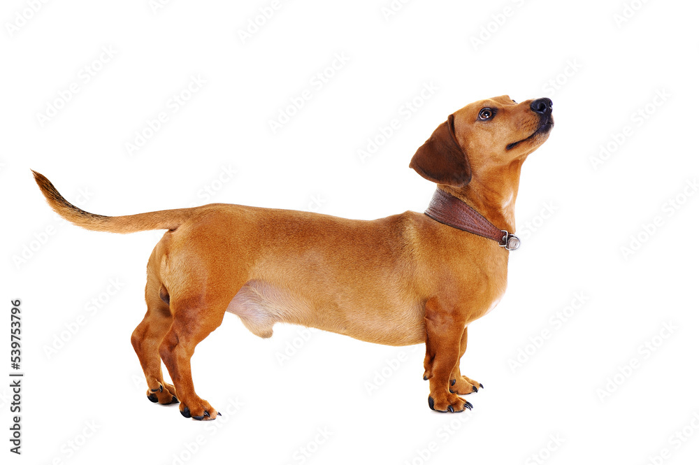 dachshund dog looking up