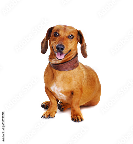 dachshund dog with football ball on his head