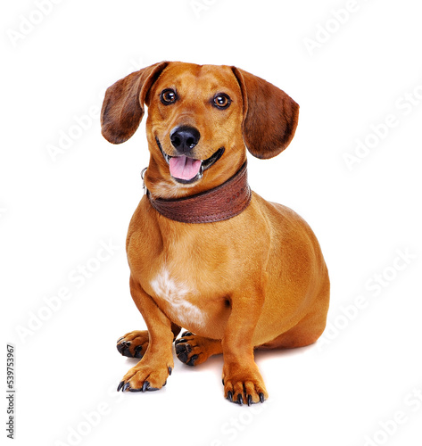 dachshund dog ©  Tatyana Kalmatsuy