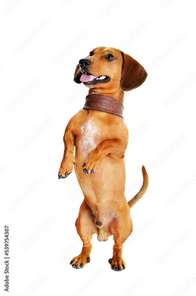 dog standing on hind legs