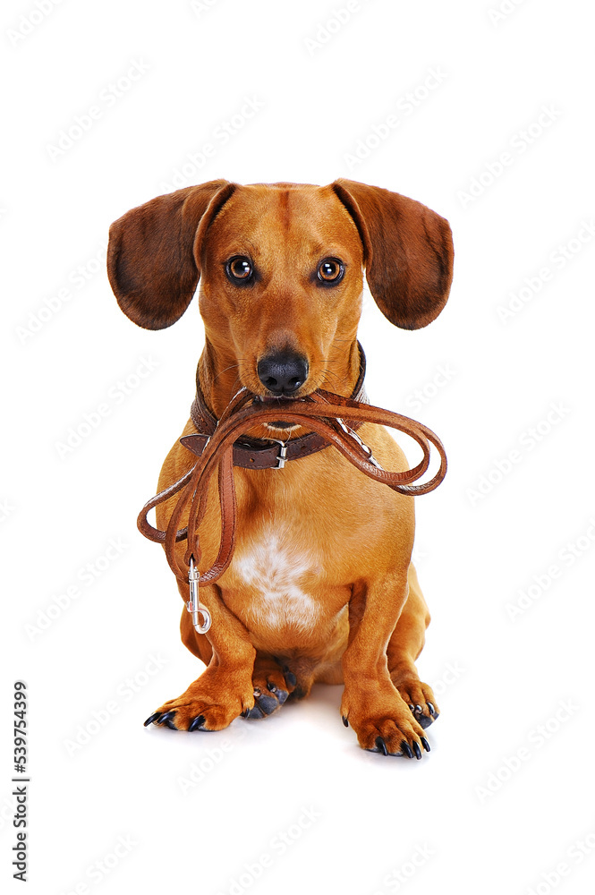 dog with leather leash ready to go for a walk