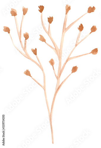 watercolor dried flowers isolated on white background. Hand drawn wildflowers illustration. Flower clipart. Autumn design to fashion fabric  textile  cover  wrapping paper product  blog  cloth