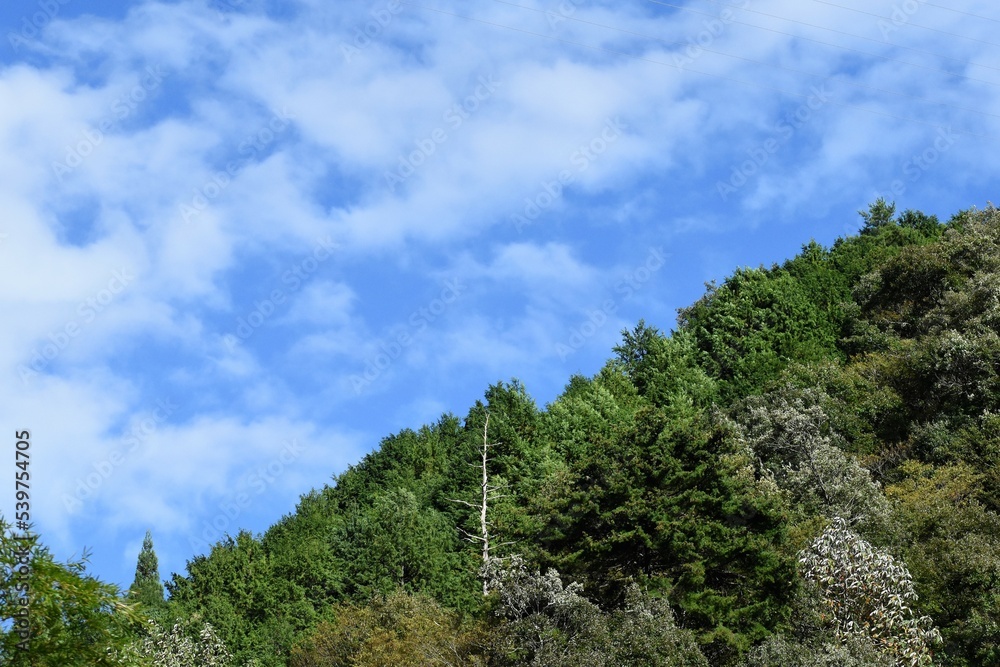 森林と青空と白い雲