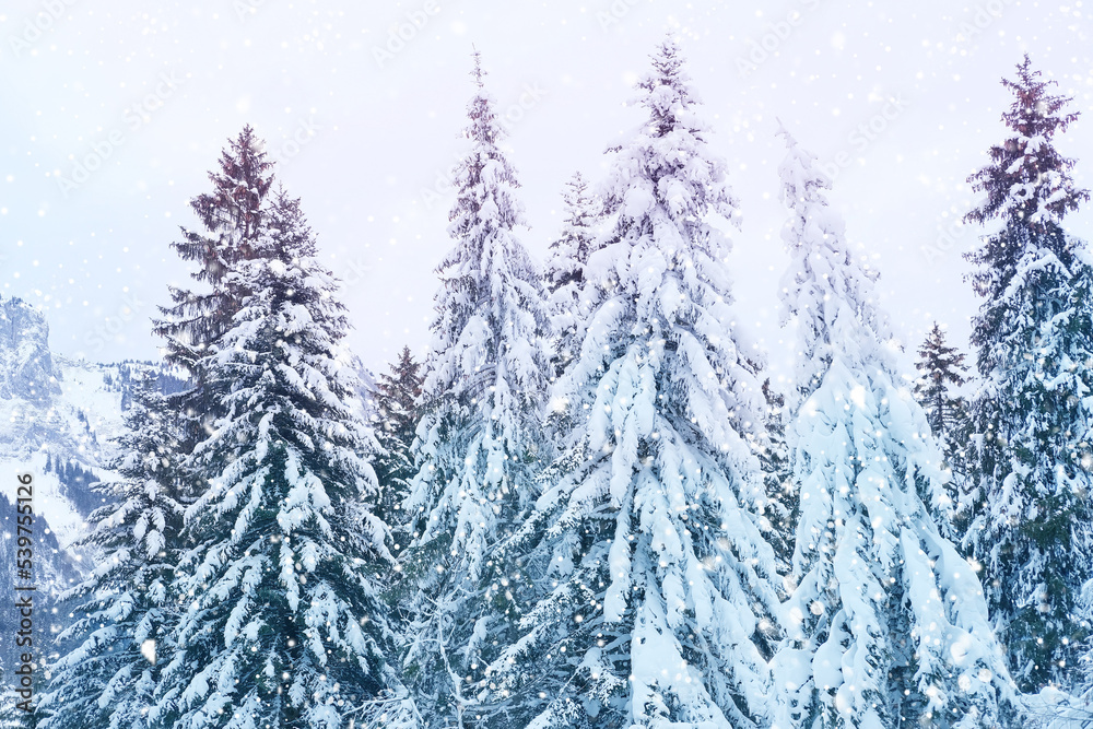 Obraz premium beautiful winter landscape, snow-covered fluffy fir trees, snowfall in the mountains, panorama of mountain peaks, the Swiss Alps in the snow, walks in the winter white forest