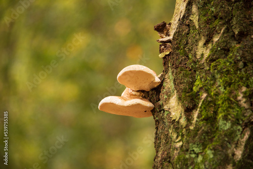 Baumpilz an einem Birken-Stamm photo