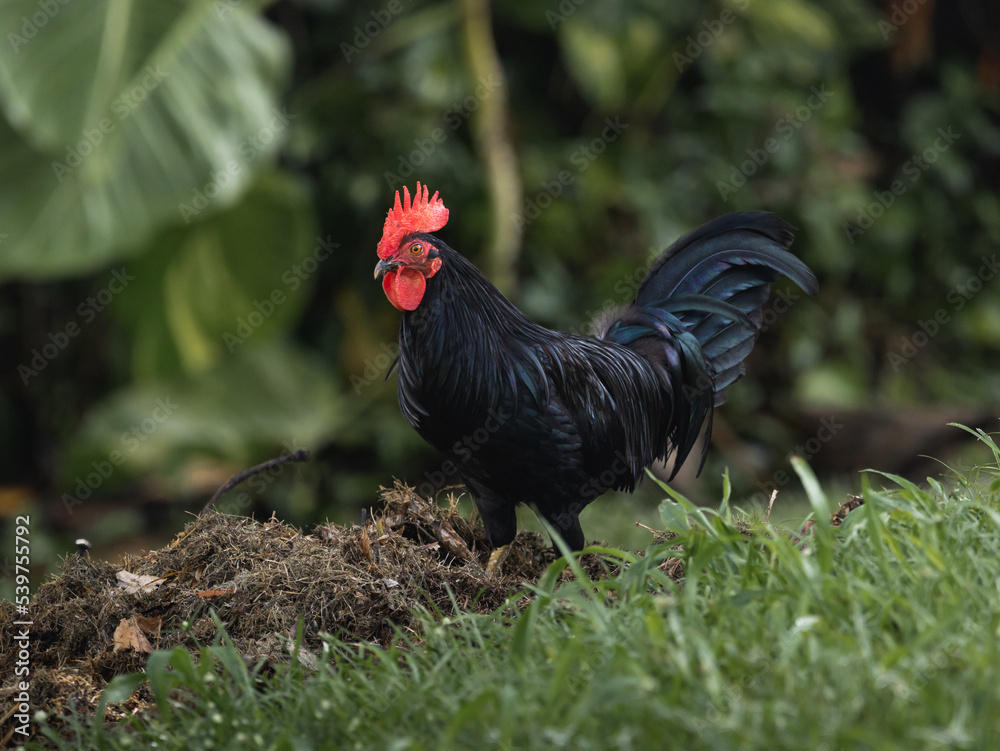 Black Tomaru rooster portrait standing on grass - straw ground in a forest from puerto rico