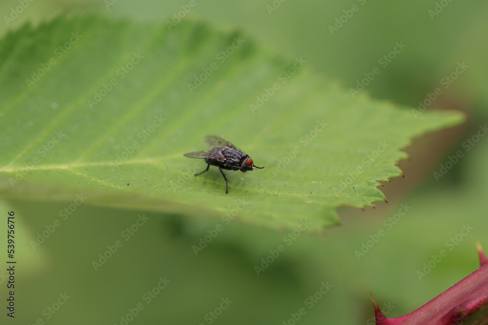 fly on leaf fly on leaf