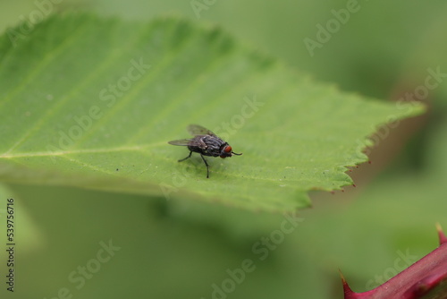 fly on leaf