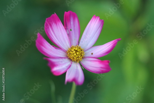 pink cosmos flower in garden