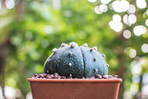 Cactus Astrophytum asterias in pots and beautiful backgrounds.